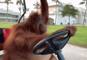 orangutan-driving.gif